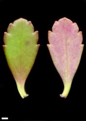 Veronica melanocaulon. Leaf surfaces, adaxial (left) and abaxial (right). Scale = 1 mm.
 Image: P.J. Garnock-Jones © P.J. Garnock-Jones CC-BY-NC 3.0 NZ